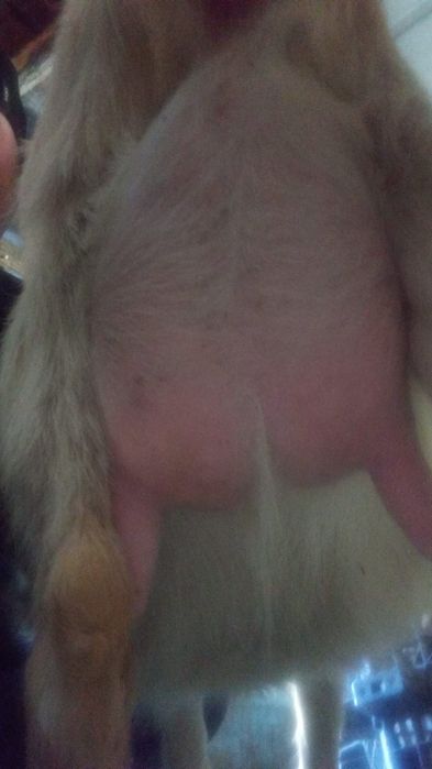 Vând capre 3 fătate și 5 depuse