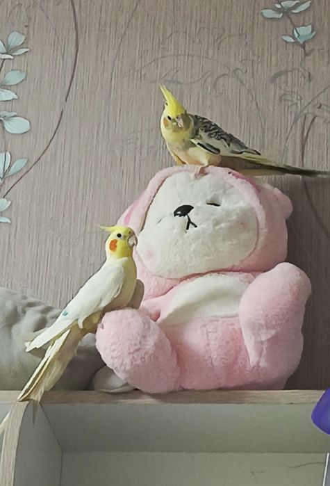 Попугаи корелла, пара