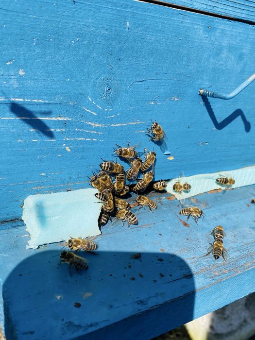 Vând familii de albine puternice – pregătite pentru sezon