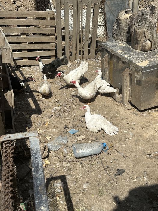 Индаутка ургашы еркег сатылады