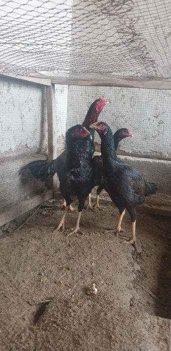 Kulangi tovuqlar sotiladi 3 ta