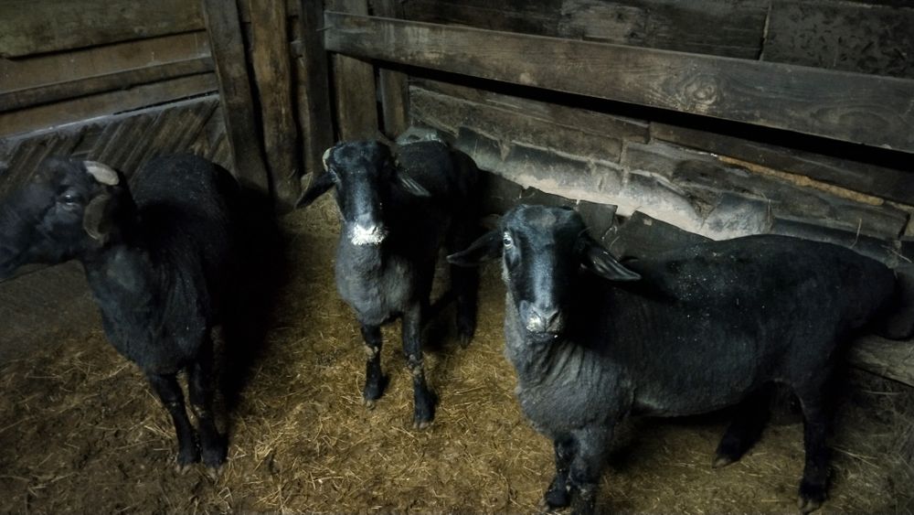 Қошқарлар сатылады