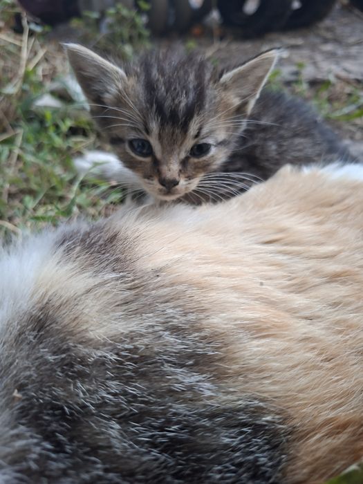 Отдам даром котят 1 месяц