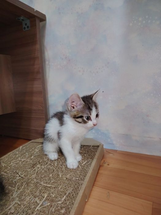 Отдам даром котят