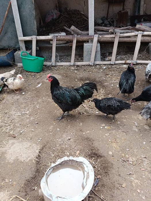 Австролоп Румыния хурозла сотилади