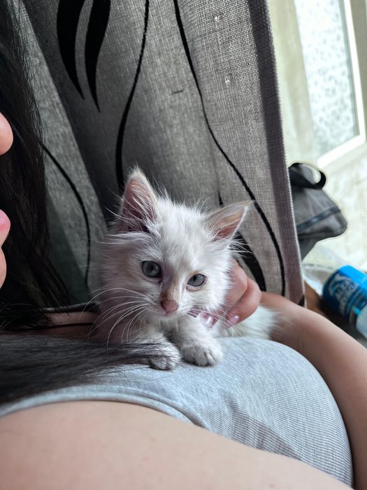 Отдам котенка в добрые руки
