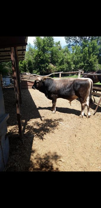 Продам бычка чистопородного швиц