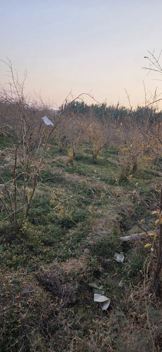 10 sotix  tomorqa  sotiladi