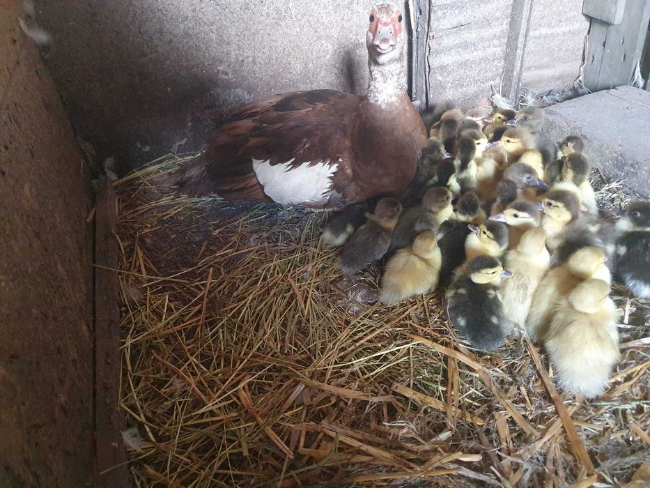 Rată cu boboci de vanzare