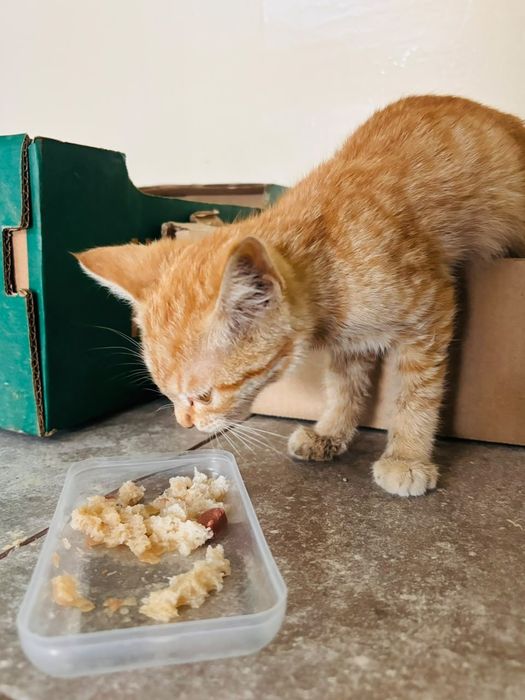 Котенок рыжий бесплатно