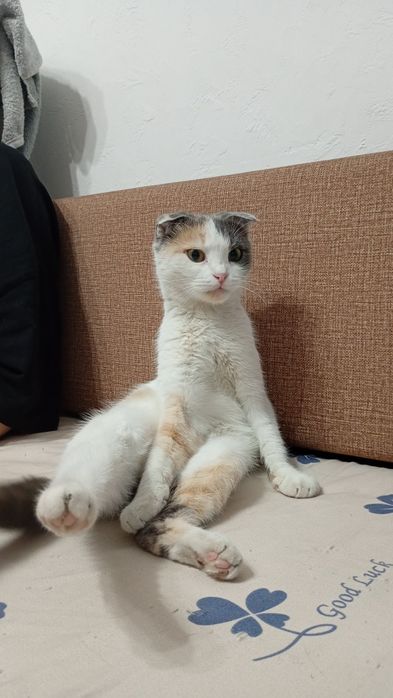 Продам британскую вислоухую кошку
