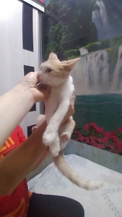 Котята в добрые руки! 4месяца
