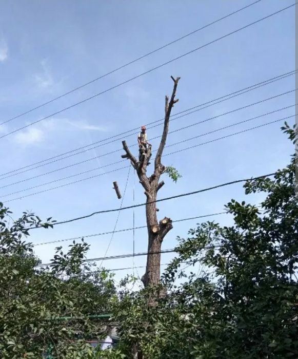 Пилю деревья, распиливаю дрова.