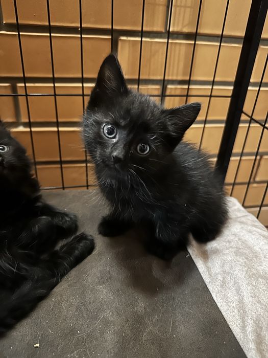 Котята черные ищут свой дом