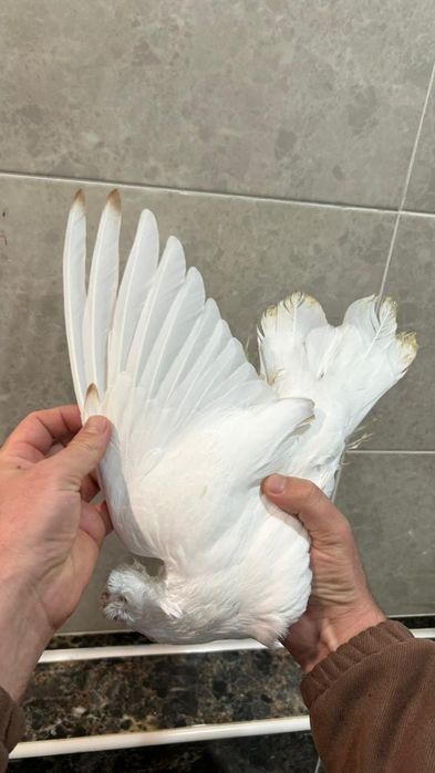 Продам молодого гульбадама