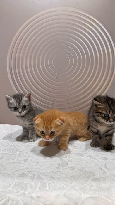 Котята британские вислоухие продам