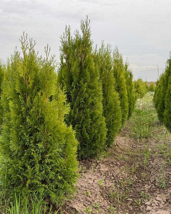 Газон рулонный живой туи ели озеленение участка Алматы q23