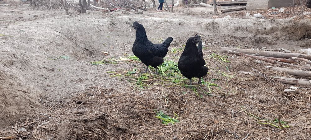Aym cemani tuxumlari sotiladi 10 mingdan