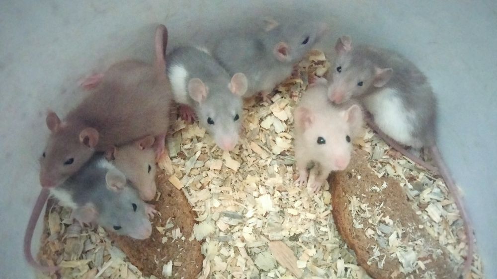 Декоративные крысята