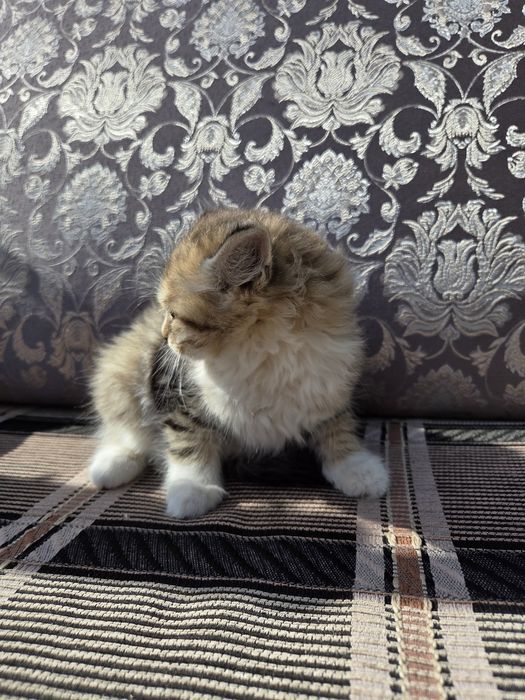 Отдам в хорошие руки