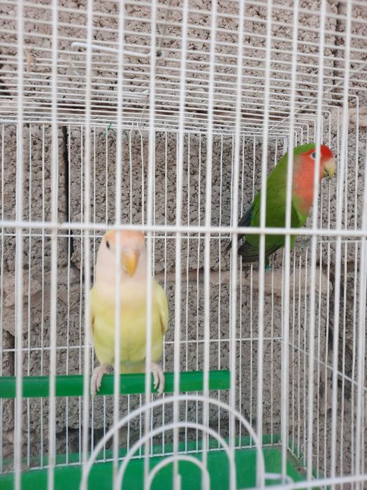 Бизнес килиш учун тайёр ишлаётган Неразлучные попугайлар сотилади.