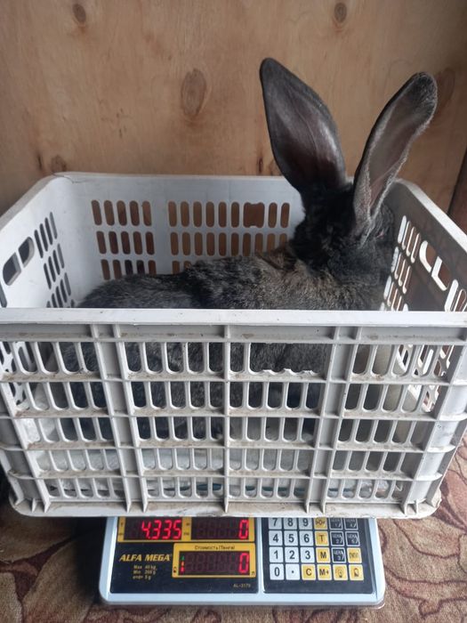 Продам кроликов. Фландр.