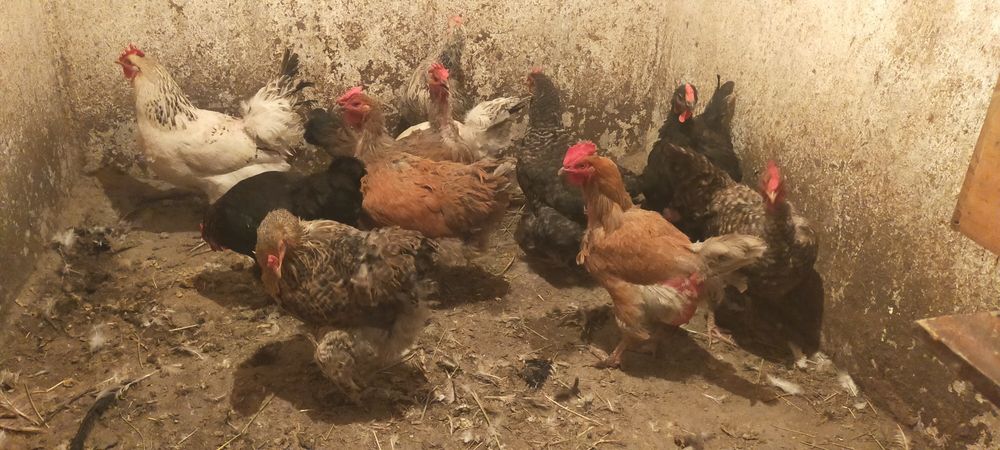 Продам курей молодые несутся Домашний