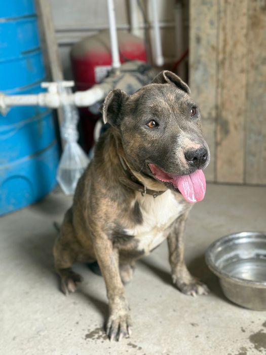 Супер пёс в добрые руки