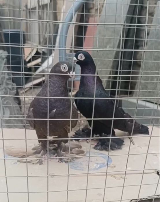 В продаже голуби жук, майля.