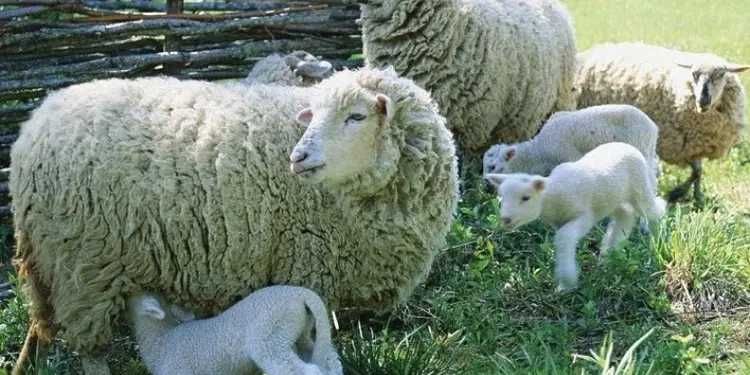 Продавам агнета.