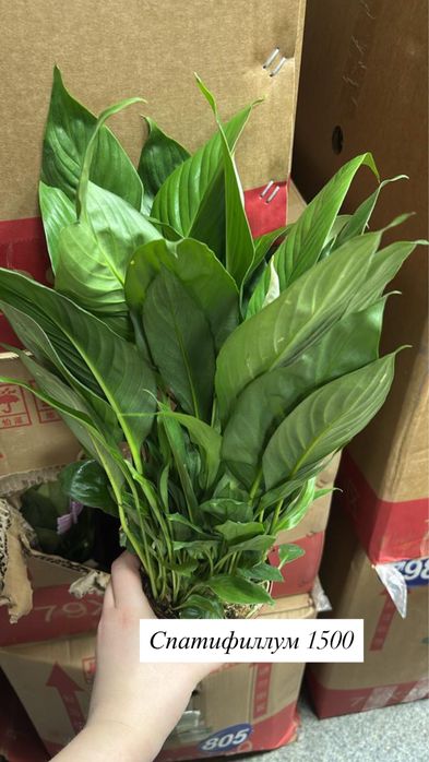 Спатифиллум на распродаже
