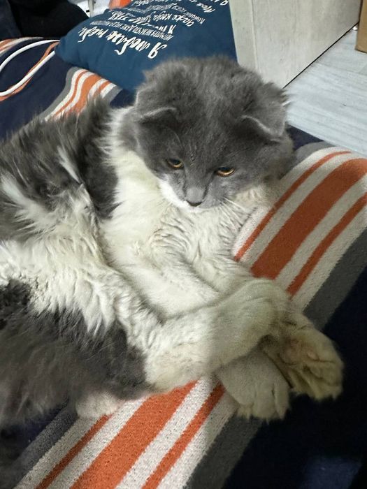 Веслоухий кот недорого