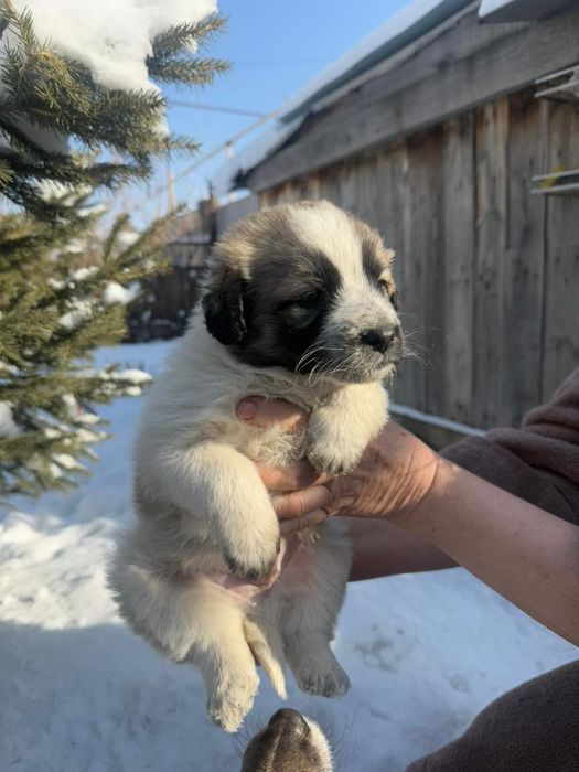 Щенки в хорошие руки