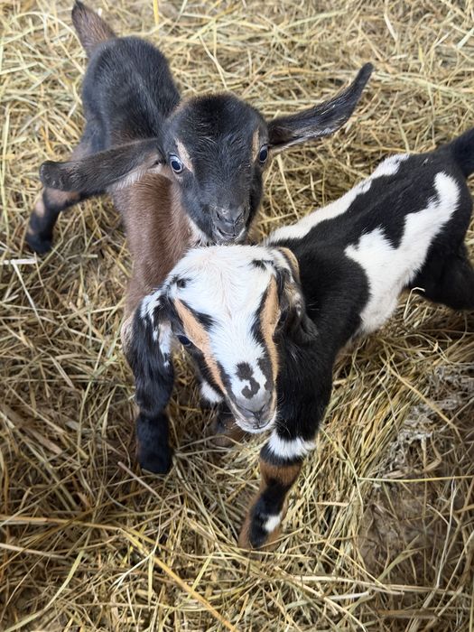 Продам козлика альпо-нуб