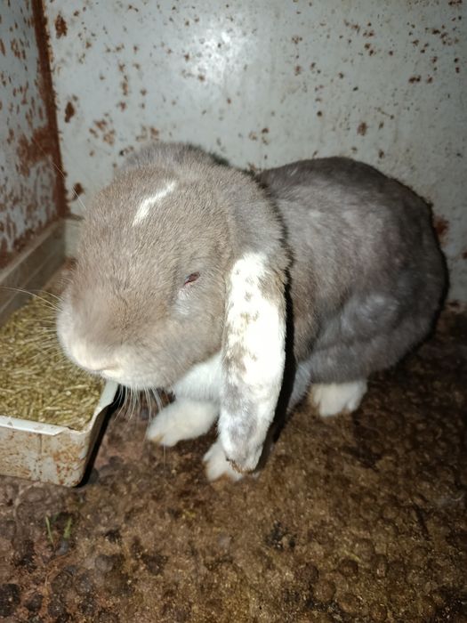 Куенлар сотилади онаси билан парода баран соглом куенчалар