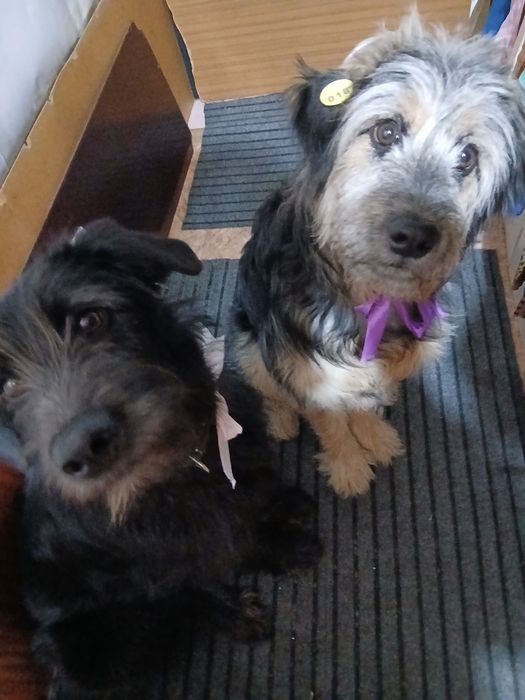 Две собаки ишут порядочных хозяев.