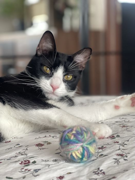 Adoptie pisica/motan 2 ani