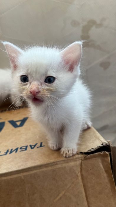 Отдам котят в добрые руки