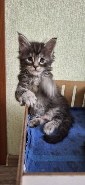 Котята породы мейн-кун