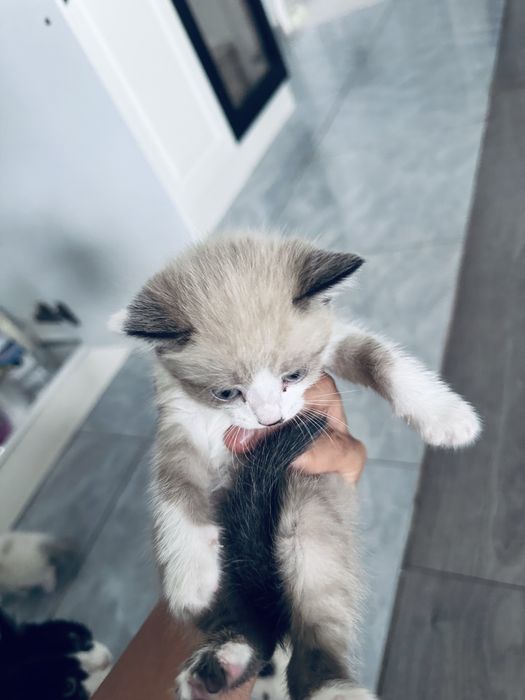 отдам домашних котят в хорошие руки