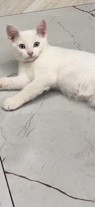 Животные кошки и коты