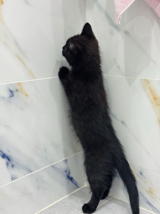 Отдам котенкав добрые руки