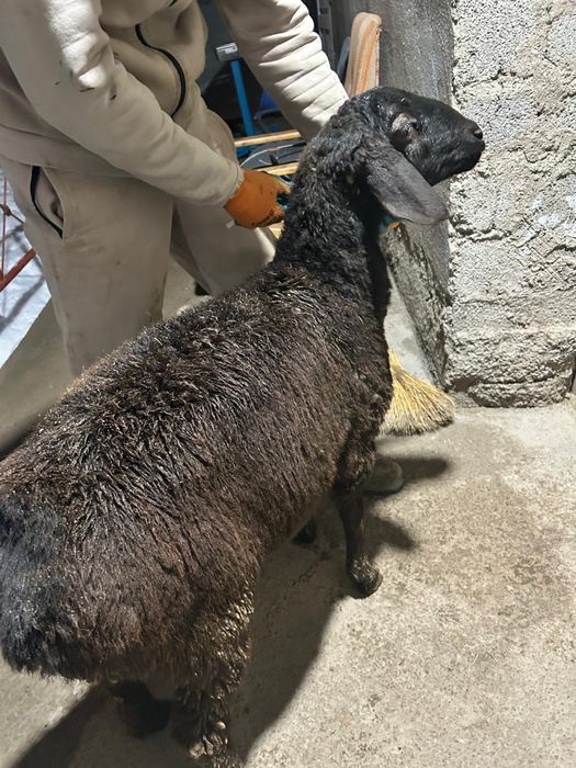 Құрбандықа қозы қойлар