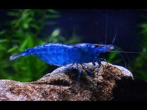 Креветки блю дрим