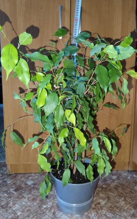 Фикус Бенджамина