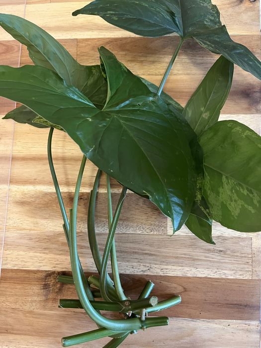 Резници от растения