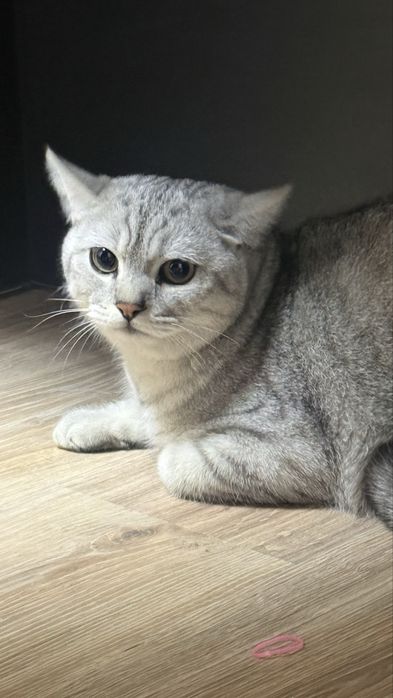 Шикарный Британский кот (серебристый табби / Вискас)