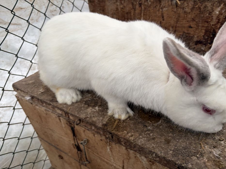 Продавам мъжки заек и женски заек