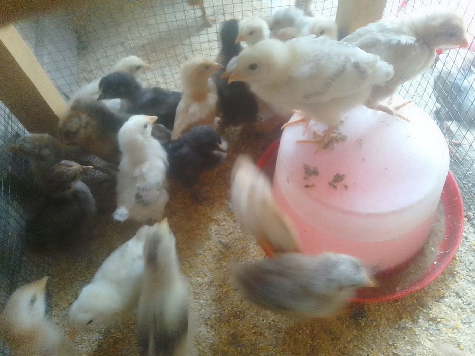 Pui de găină de țară
