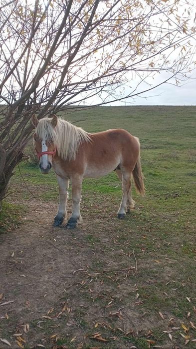Vând un mânz de un an și șase luni